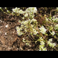 Cochlearia officinalis (fam Cruciferes) (Cotes du N-O de l'Europe) (2)